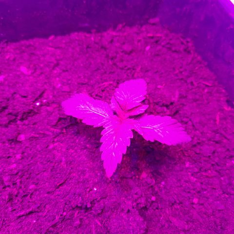 Critical cheese auto  growlog timeline photo