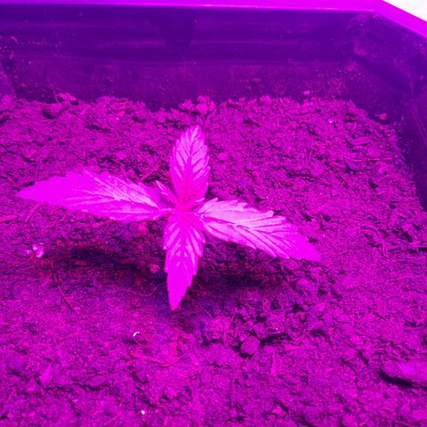 Critical cheese auto  growlog timeline photo