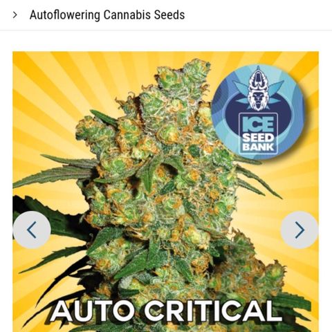 Critical cheese auto  growlog timeline photo