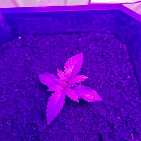 Critical cheese auto  growlog timeline photo