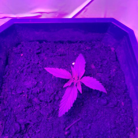 Critical cheese auto  growlog timeline photo