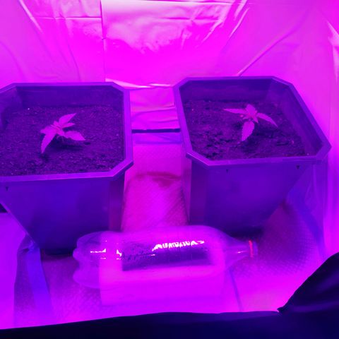 Critical cheese auto  growlog timeline photo
