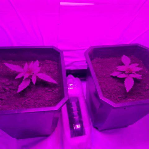 Critical cheese auto  growlog timeline photo