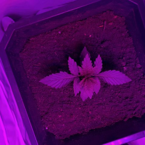 Critical cheese auto  growlog timeline photo