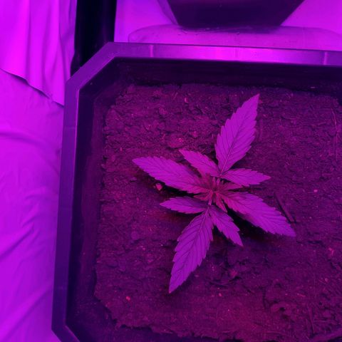 Critical cheese auto  growlog timeline photo