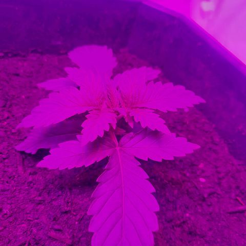 Critical cheese auto  growlog timeline photo