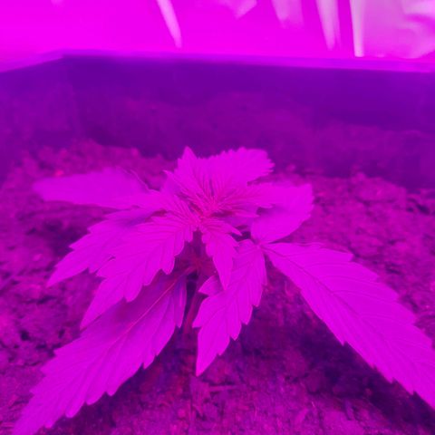 Critical cheese auto  growlog timeline photo