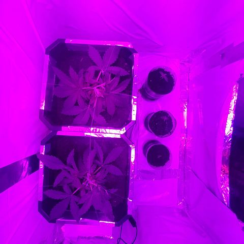 Critical cheese auto  growlog timeline photo