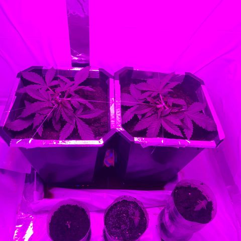 Critical cheese auto  growlog timeline photo