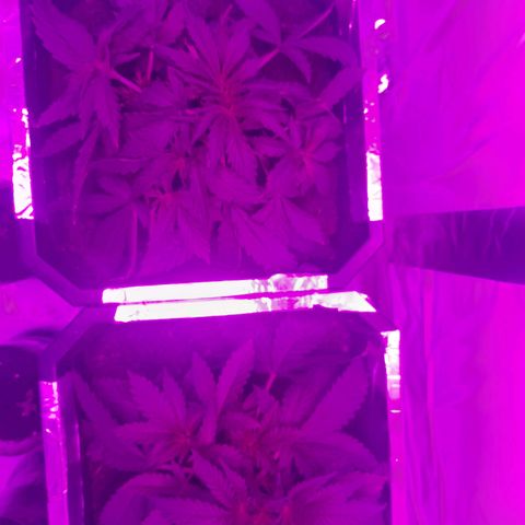 Critical cheese auto  growlog timeline photo