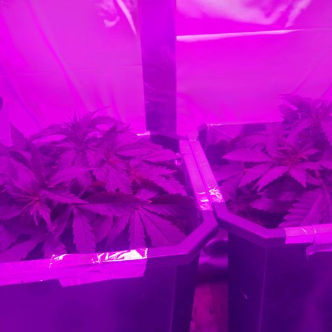 Critical cheese auto  growlog timeline photo