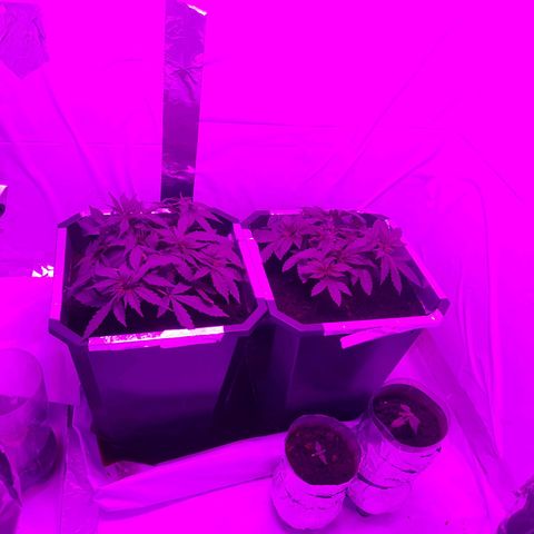 Critical cheese auto  growlog timeline photo