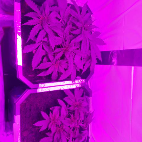 Critical cheese auto  growlog timeline photo