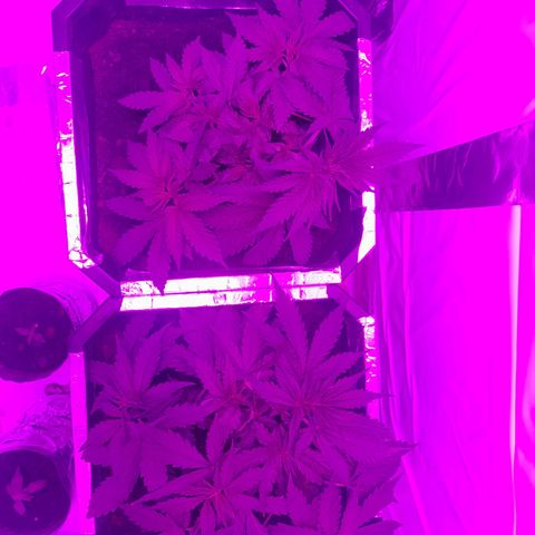 Critical cheese auto  growlog timeline photo