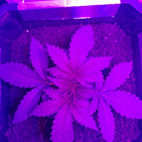 Critical cheese auto  growlog timeline photo