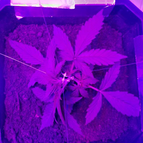 Critical cheese auto  growlog timeline photo