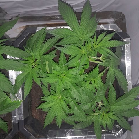 Critical cheese auto  growlog photo: First sights of flowering 