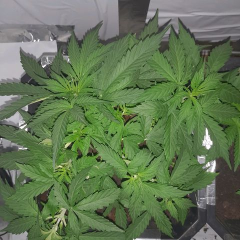 Critical cheese auto  growlog photo: First sights of flowering 