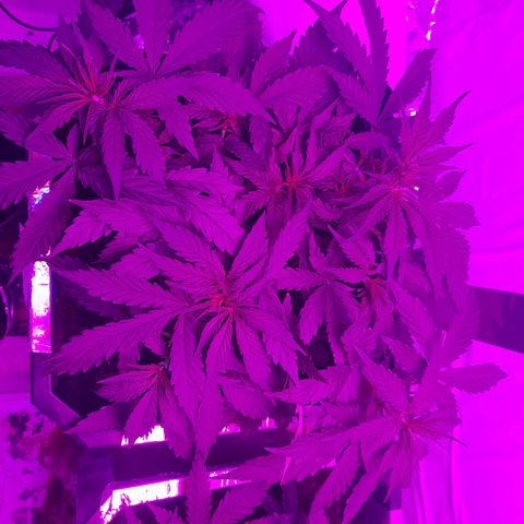 Critical cheese auto  growlog timeline photo