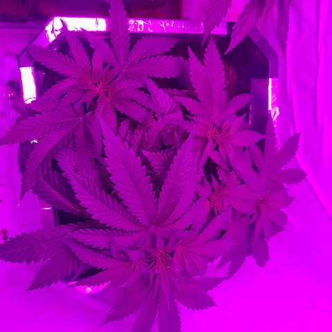 Critical cheese auto  growlog timeline photo