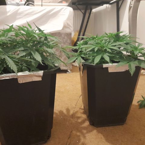 Critical cheese auto  growlog timeline photo