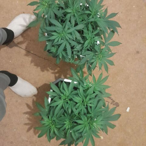 Critical cheese auto  growlog timeline photo