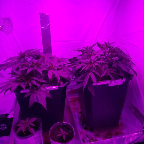 Critical cheese auto  growlog timeline photo