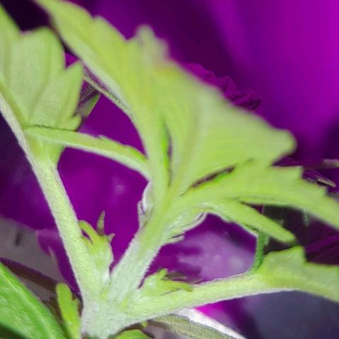 Lemon Amnesia growlog timeline photo