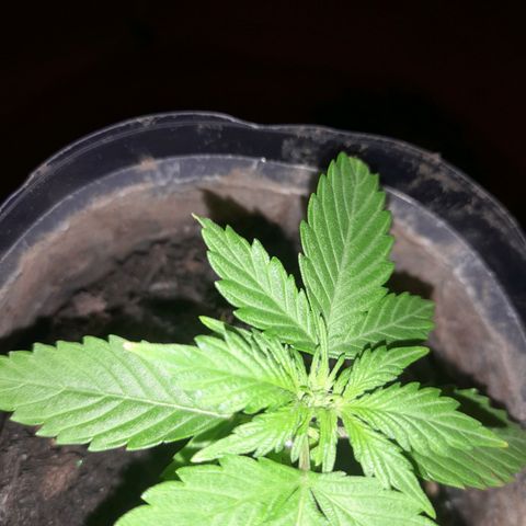 Lemon Amnesia growlog timeline photo