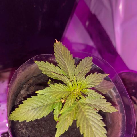 Lemon Amnesia growlog timeline photo