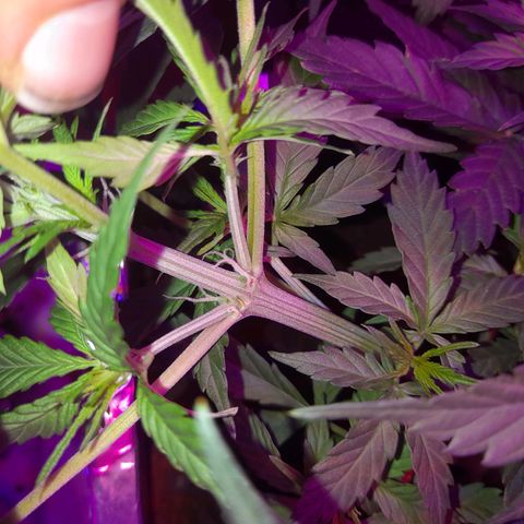 Critical cheese auto  growlog timeline photo