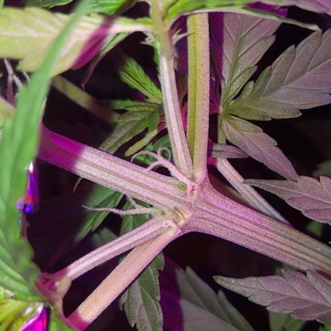 Critical cheese auto  growlog timeline photo