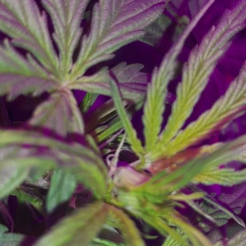 Critical cheese auto  growlog timeline photo