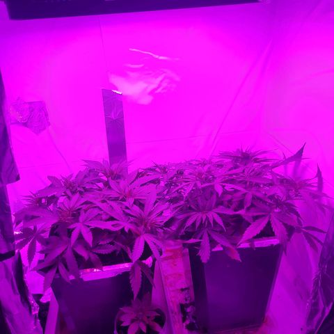 Critical cheese auto  growlog timeline photo
