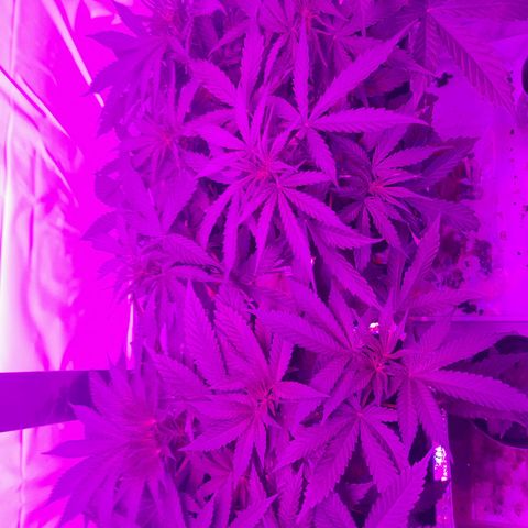 Critical cheese auto  growlog timeline photo