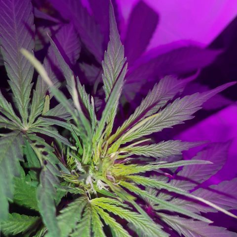 Critical cheese auto  growlog timeline photo