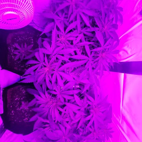 Critical cheese auto  growlog timeline photo