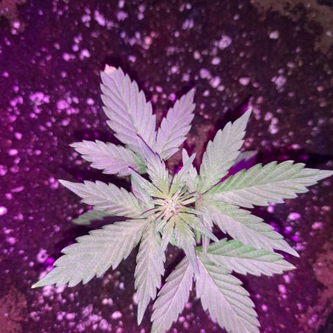 Lemon Amnesia growlog timeline photo