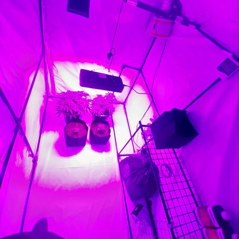 Critical cheese auto  growlog timeline photo