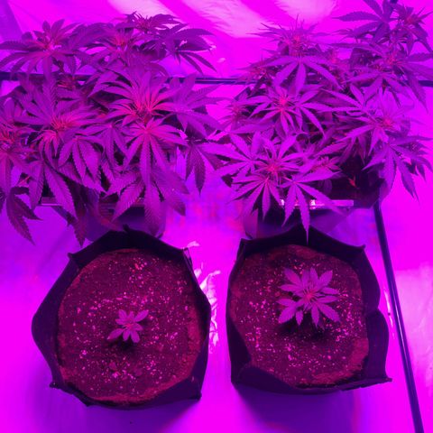 Critical cheese auto  growlog timeline photo
