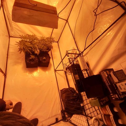 Critical cheese auto  growlog timeline photo