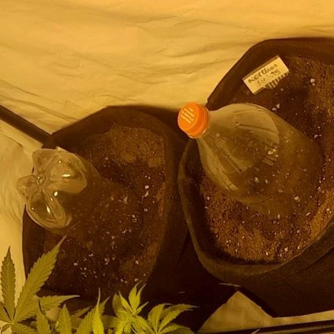3 Northan lights  growlog photo