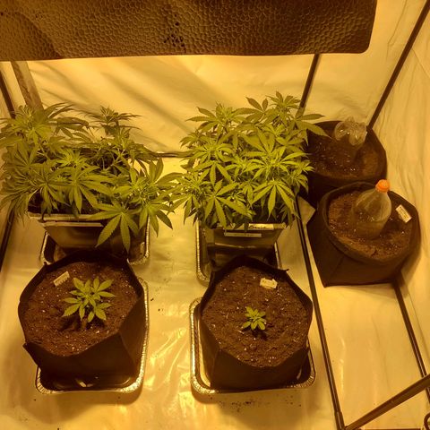 3 Northan lights  growlog photo
