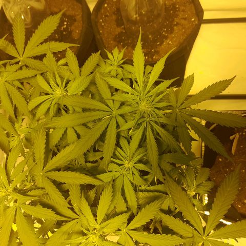 Critical cheese auto  growlog timeline photo