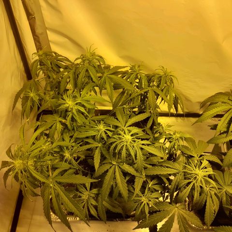 Critical cheese auto  growlog timeline photo