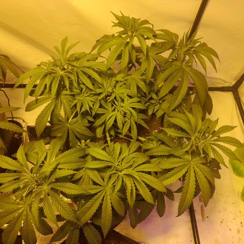 Critical cheese auto  growlog timeline photo
