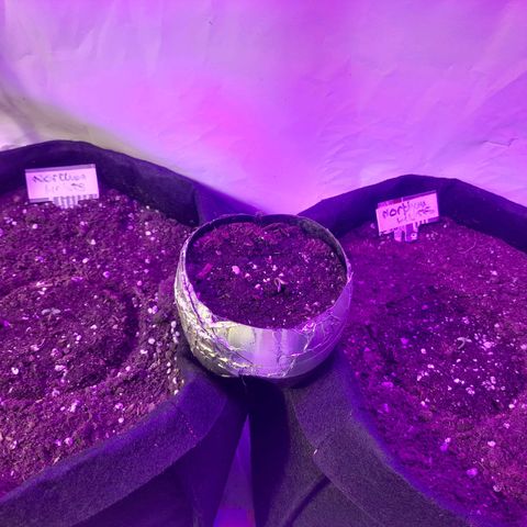 3 Northan lights  growlog photo