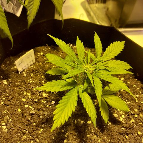 Lemon Amnesia growlog timeline photo