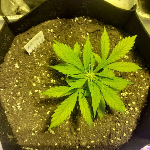 Lemon Amnesia growlog timeline photo