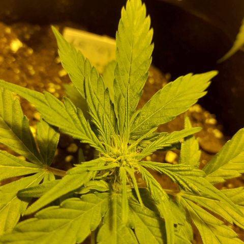 Lemon Amnesia growlog timeline photo